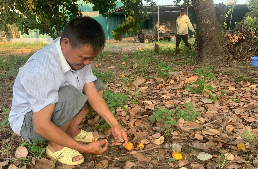 Ông Nguyễn Văn Tiến nhặt những hạt điều ít ỏi trong vườn. Ảnh: Duy Hậu