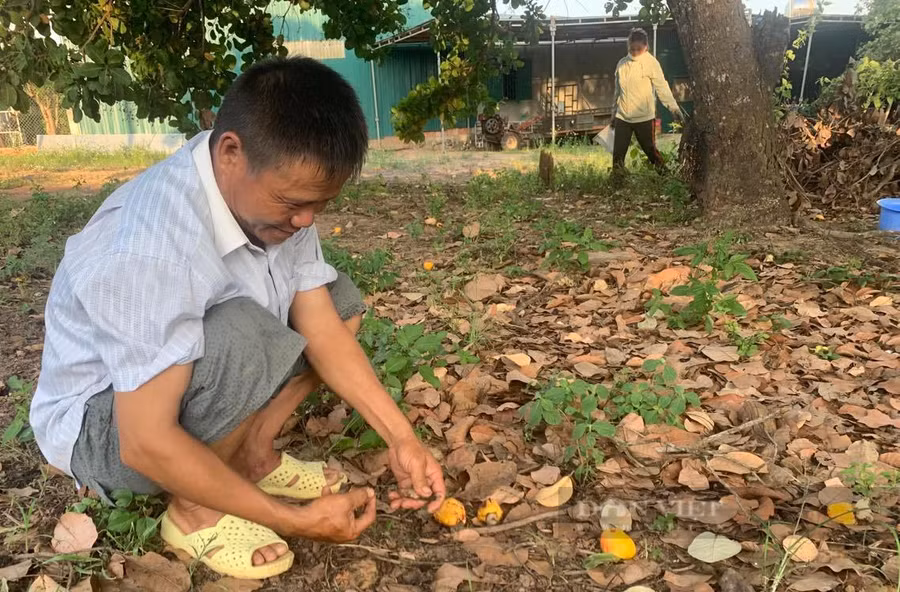 Ông Nguyễn Văn Tiến nhặt những hạt điều ít ỏi trong vườn. Ảnh: Duy Hậu