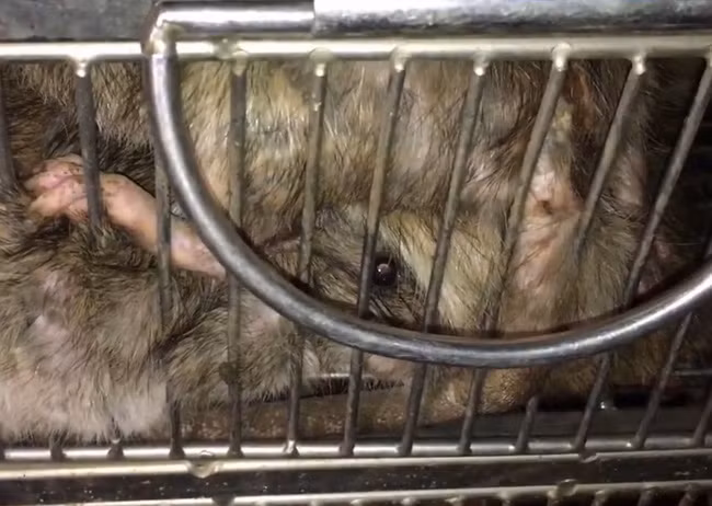 Nhiều con chuột to kêu khìn khịt như lợn con. Nhiều con chuột to kêu khìn khịt như lợn con.