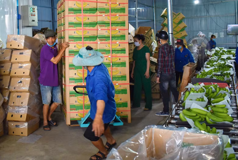 HTX Laba Banana Đạ K’Nàng đang mở rộng thị trường xuất khẩu chuối Laba đặc sản Lâm Đồng sang các nước Nhật Bản, Hàn Quốc, Trung Quốc, khu vực Trung Đông…