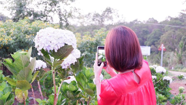 Măng Đen tháng 4 hoa lá rực rỡ khoe sắc hút hồn du khách. Măng Đen tháng 4 hoa lá rực rỡ khoe sắc hút hồn du khách.