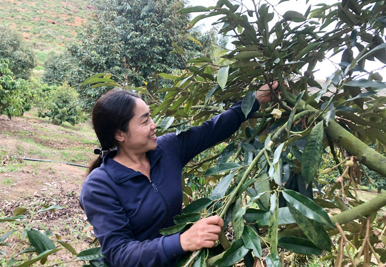 Chị Đinh Thị Hóa bên vườn sầu riêng của gia đình. Chị Đinh Thị Hóa bên vườn sầu riêng của gia đình.