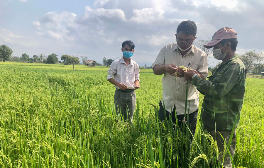 Ông Ksor Plú (bìa phải) cùng công chức Địa chính-Nông nghiệp xã Ia Rmok kiểm tra ruộng lúa. Ảnh: Gia Hưng