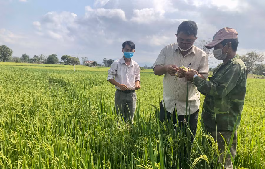 Ông Ksor Plú (bìa phải) cùng công chức Địa chính-Nông nghiệp xã Ia Rmok kiểm tra ruộng lúa. Ảnh: Gia Hưng