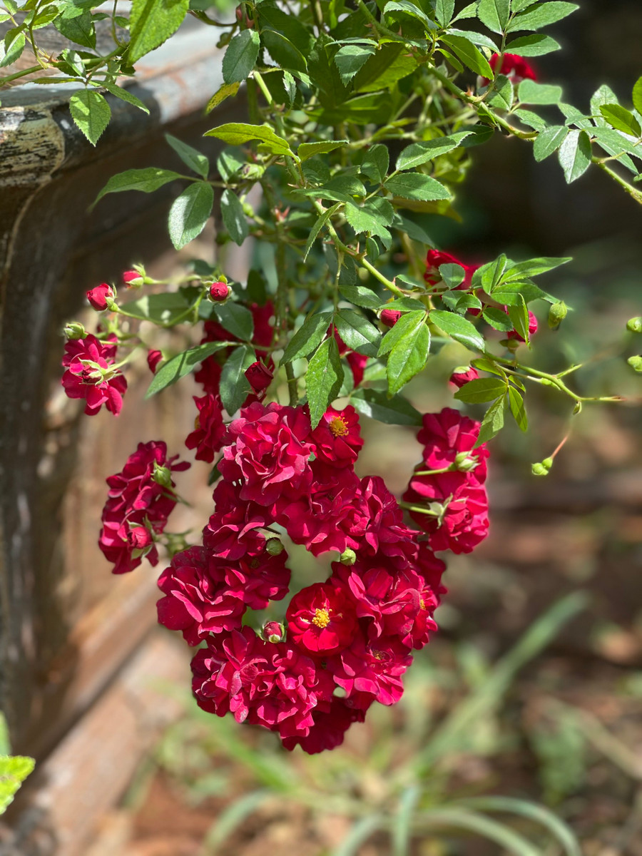 Hoa hồng Red Fairy là một giống hồng ngoại rủ với hoa chùm lớn màu đỏ thắm rực rỡ. Ảnh: NVCC  Hoa hồng Red Fairy là một giống hồng ngoại rủ với hoa chùm lớn màu đỏ thắm rực rỡ. Ảnh: NVCC