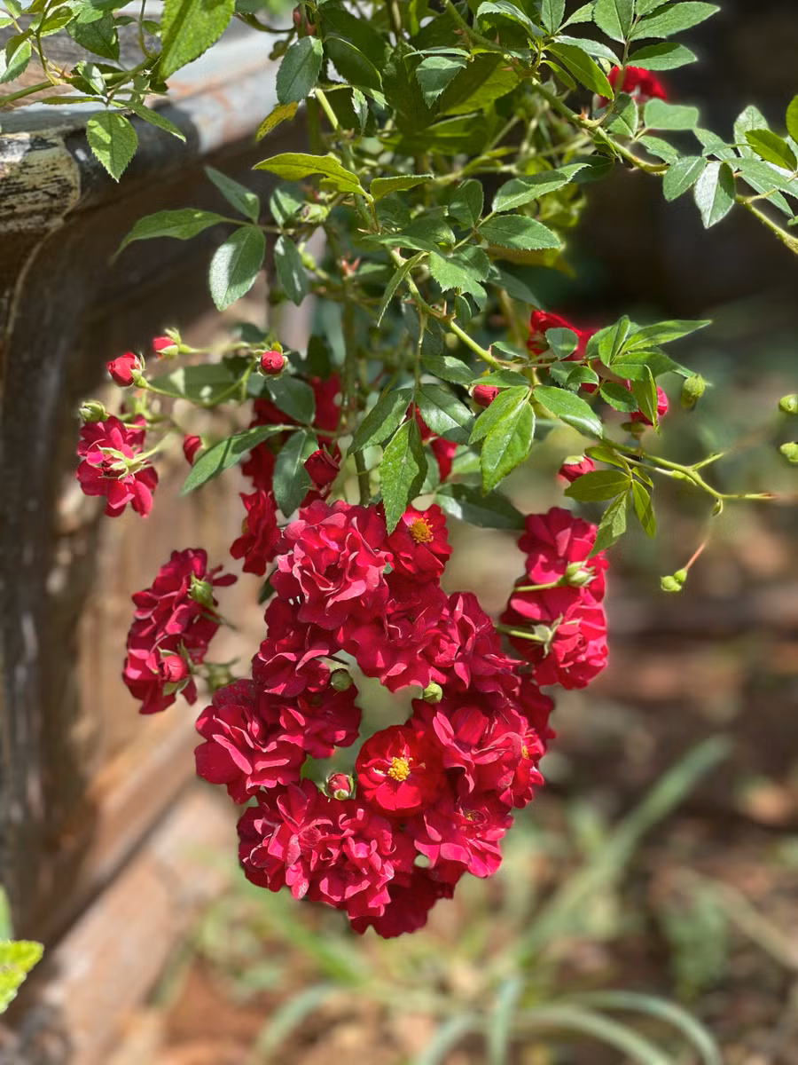  Hoa hồng Red Fairy là một giống hồng ngoại rủ với hoa chùm lớn màu đỏ thắm rực rỡ. Ảnh: NVCC