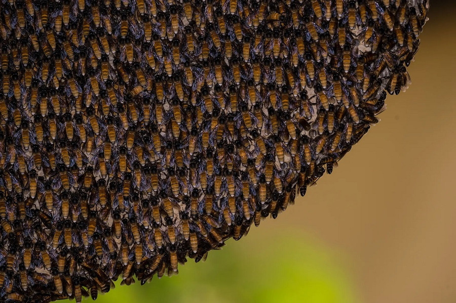 Ong mật khổng lồ (tên khoa học là Apis dorsata) ở Tehatta, Tây Bengal, Ấn Độ giúp thụ phấn cho nhiều loại cây trồng ở Nam Á bao gồm bông, xoài, dừa, cà phê và hồ tiêu. Tổ ong thường được xây trên cành cây hoặc các tòa nhà, và mỗi tổ có thể chứa từ 4kg đến 6kg mật. (Ảnh: Soumyabrata Roy/NurPhoto/Rex/Shutterstock) Ong mật khổng lồ (tên khoa học là Apis dorsata) ở Tehatta, Tây Bengal, Ấn Độ giúp thụ phấn cho nhiều loại cây trồng ở Nam Á bao gồm bông, xoài, dừa, cà phê và hồ tiêu. Tổ ong thường được xây trên cành cây hoặc các tòa nhà, và mỗi tổ có thể chứa từ 4kg đến 6kg mật. (Ảnh: Soumyabrata Roy/NurPhoto/Rex/Shutterstock)