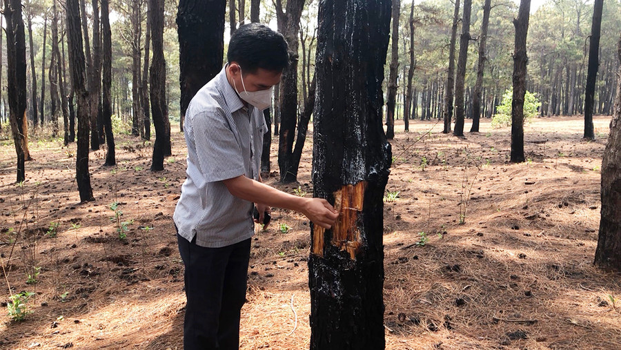 Lãnh đạo UBND xã Glar (huyện Đak Đoa) kiểm tra cây thông bị người dân đẽo lấy ngo. Ảnh: Lê Nam Lãnh đạo UBND xã Glar kiểm tra cây thông bị người dân đẽo lấy ngo. Ảnh: Lê Nam