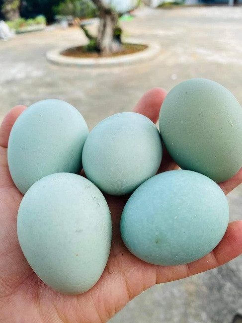 Vỏ dày và cứng, khi cho vào lò nướng chín quả trứng vẫn giữ được màu xanh tự nhiên. Ảnh: Facebook