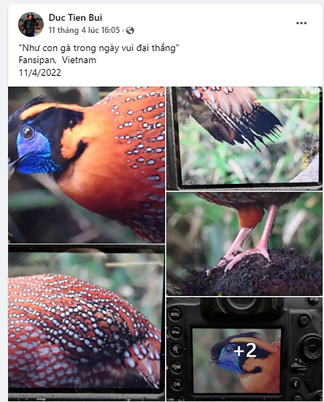 Gà lôi tía (Gà túi) - Tragopan temminckii do nhiếp ảnh gia Bùi Đức Tiến (Tien Ptta) chia sẻ trên trang facebook cá nhân của mình. Ảnh vườn quốc gia Hoàng Liên