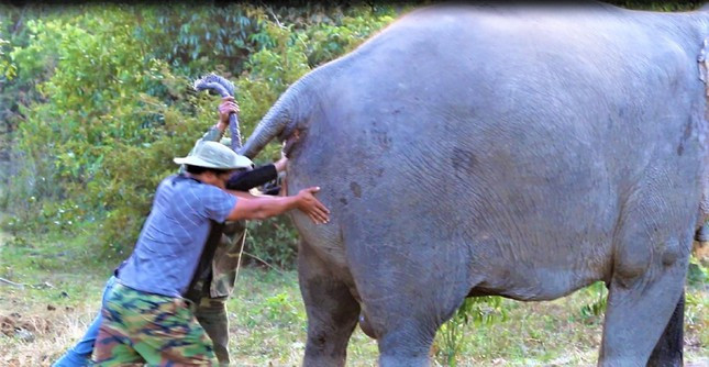 Hỗ trợ đẩy voi con ra ngoài Ảnh: P.Thịnh