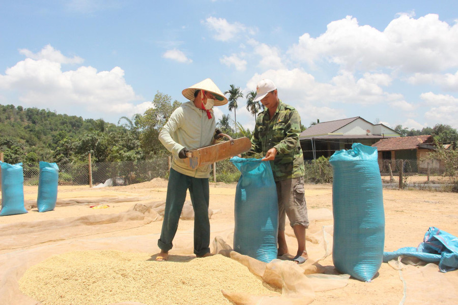 Nông dân huyện Lắk phơi sấy lúa sau thu hoạch. Nông dân huyện Lắk phơi sấy lúa sau thu hoạch.