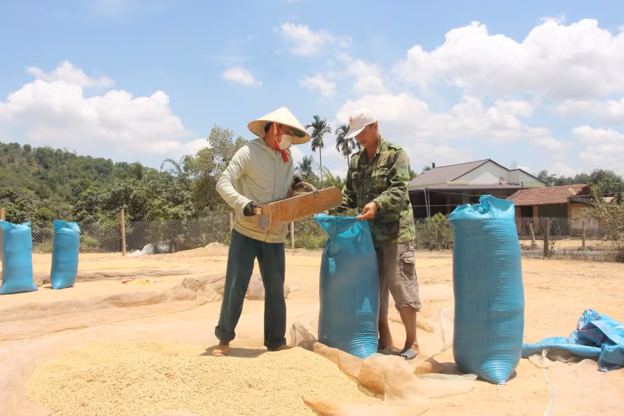 Nông dân huyện Lắk phơi sấy lúa sau thu hoạch.