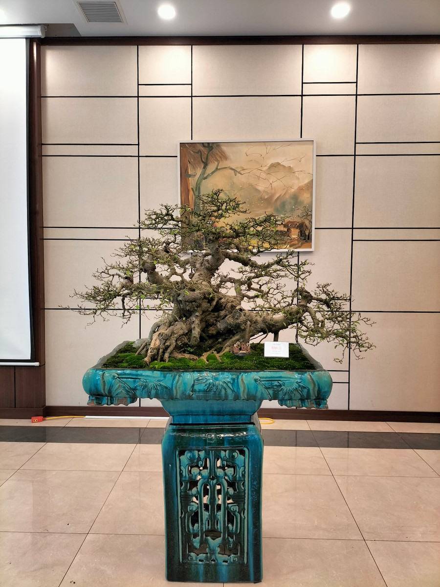  Cực phẩm cây cảnh bonsai mang tên 