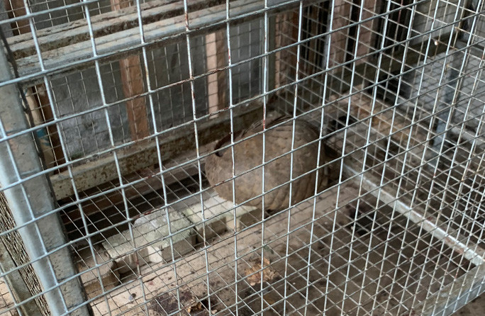 Con tê tê Java thuộc danh mục động vật nguy cấp quý hiếm được ưu tiên bảo vệ được phát hiện tại kho hàng của Nguyễn Văn Thân