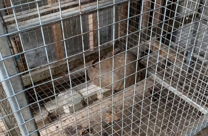 Con tê tê Java thuộc danh mục động vật nguy cấp quý hiếm được ưu tiên bảo vệ được phát hiện tại kho hàng của Nguyễn Văn Thân