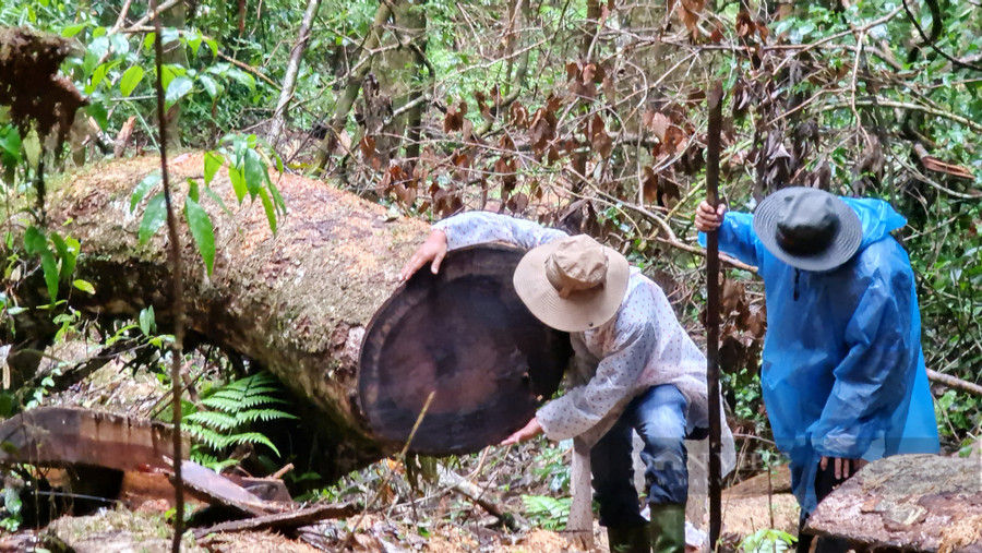 Từ năm 2018 đến nay, trên địa bàn tỉnh Lâm Đồng đã xảy ra hơn 2.800 vụ phá rừng. Ảnh: Văn Long