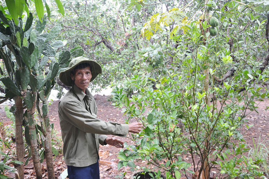 Cựu chiến binh Tạ Quang Ngư chăm sóc vườn cây tại thôn Lệ Kim (xã Ia Dơk, huyện Đức Cơ). Ảnh: Hoàng Minh Cựu chiến binh Tạ Quang Ngư chăm sóc vườn cây tại thôn Lệ Kim (xã Ia Dơk, huyện Đức Cơ). Ảnh: Hoàng Minh