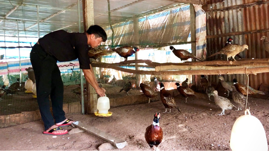 Anh Nguyễn Duy Thức (thôn Tiên Sơn 2, xã Tân Sơn, TP. Pleiku) chăm sóc đàn chim trĩ. Ảnh: Hải Lê  Anh Nguyễn Duy Thức (thôn Tiên Sơn 2, xã Tân Sơn, TP. Pleiku) chăm sóc đàn chim trĩ. Ảnh: Hải Lê