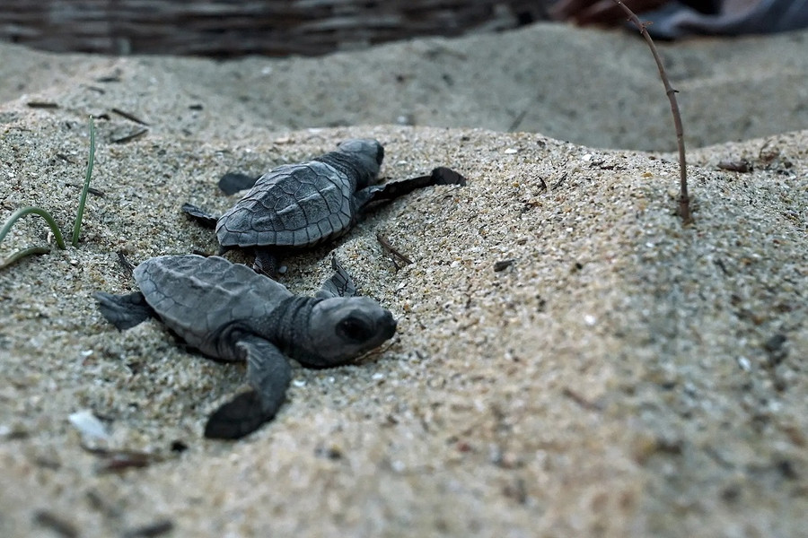 Những chú rùa Olive Ridley mới nở nghỉ ngơi tại một trại giống trên bãi biển ở Chennai, Ấn Độ. (Ảnh: Arun Sankar/AFP/Getty Images) Những chú rùa Olive Ridley mới nở nghỉ ngơi tại một trại giống trên bãi biển ở Chennai, Ấn Độ. (Ảnh: Arun Sankar/AFP/Getty Images)