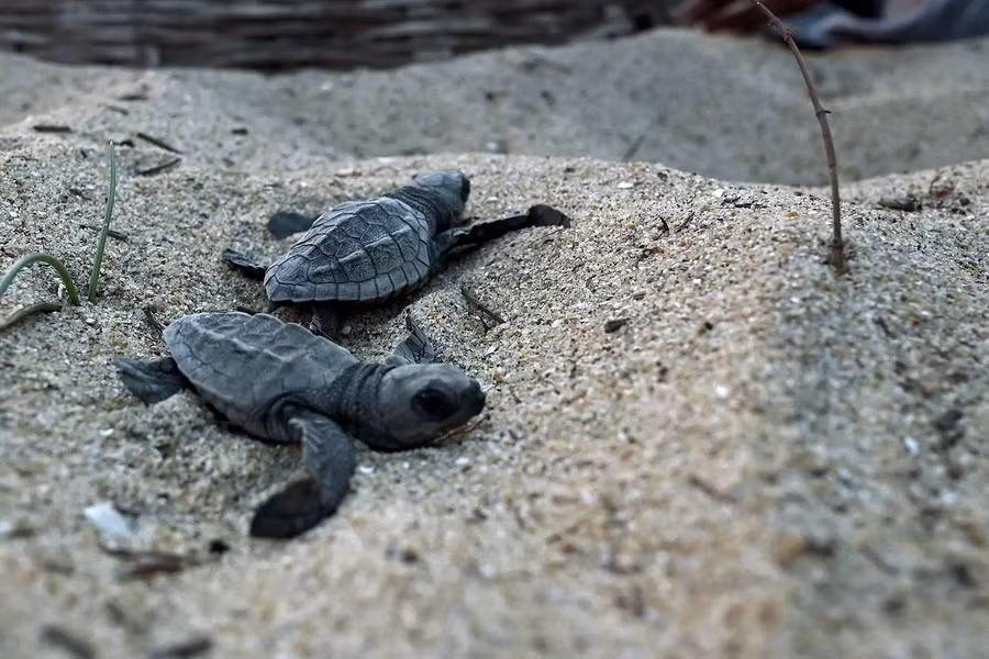  Những chú rùa Olive Ridley mới nở nghỉ ngơi tại một trại giống trên bãi biển ở Chennai, Ấn Độ. (Ảnh: Arun Sankar/AFP/Getty Images)