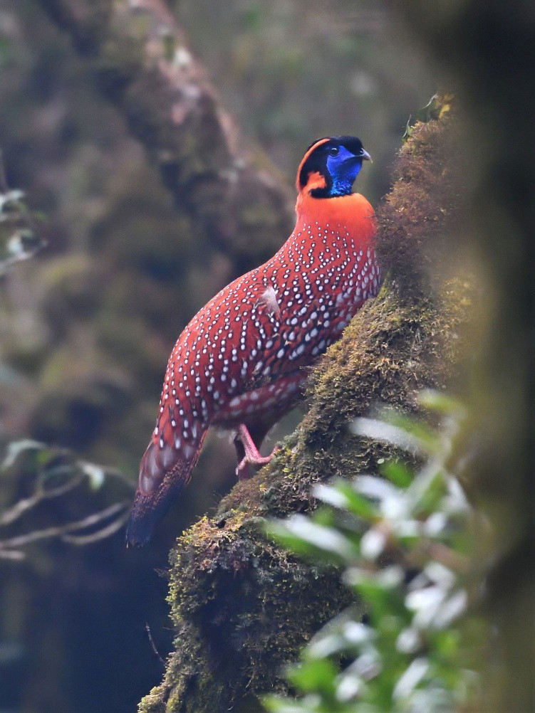 Gà lôi tía (Gà túi) do nhiếp ảnh gia Đỗ Đình Đông (facebook Do Dinh Dong) chia sẻ trên trang Birds and Nature in Viet Nam. Ảnh vườn quốc gia Hoàng Liên