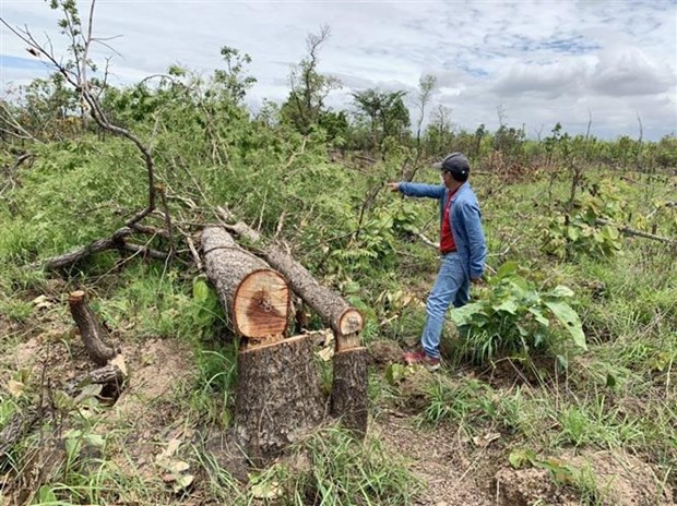Hiện trường vụ phá rừng tại tiểu khu 205 xã Ya Tờ Mốt, huyện Ea Súp. (Ảnh: TTXVN phát) Hiện trường vụ phá rừng tại tiểu khu 205 xã Ya Tờ Mốt, huyện Ea Súp. (Ảnh: TTXVN phát)
