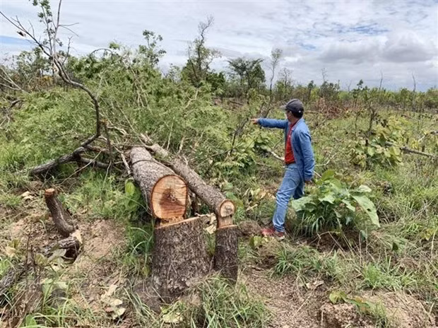 Hiện trường vụ phá rừng tại tiểu khu 205 xã Ya Tờ Mốt, huyện Ea Súp. (Ảnh: TTXVN phát) Hiện trường vụ phá rừng tại tiểu khu 205 xã Ya Tờ Mốt, huyện Ea Súp. (Ảnh: TTXVN phát)