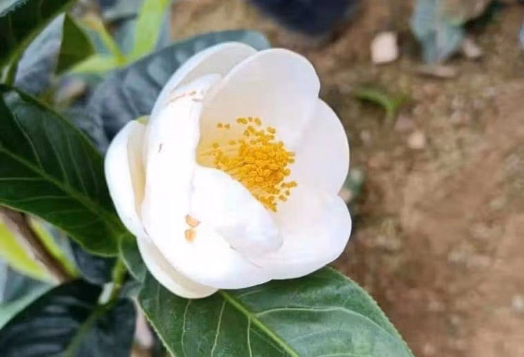 Thời gian gần đây, hải đường trắng bất ngờ sốt giá, được lùng mua khắp các vùng quê, trên “chợ mạng”. Ảnh: I.T