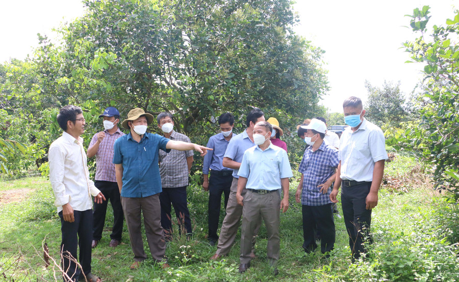 Khảo sát thực tế vườn cây ăn trái của thành viên HTX dịch vụ và nông nghiệp Ia Tô (xã Ia Tô). Ảnh: Quang Tấn