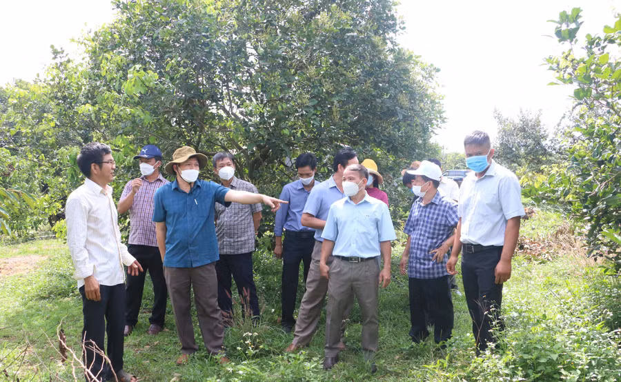 Khảo sát thực tế vườn cây ăn trái của thành viên HTX dịch vụ và nông nghiệp Ia Tô (xã Ia Tô). Ảnh: Quang Tấn