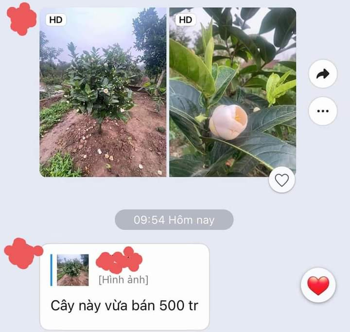 Những cây giống cũng được chào mua với giá khủng với lời cam kết khiến người mua dễ liên tưởng đến giao dịch Lan var Những cây giống cũng được chào mua với giá khủng với lời cam kết khiến người mua dễ liên tưởng đến giao dịch Lan var