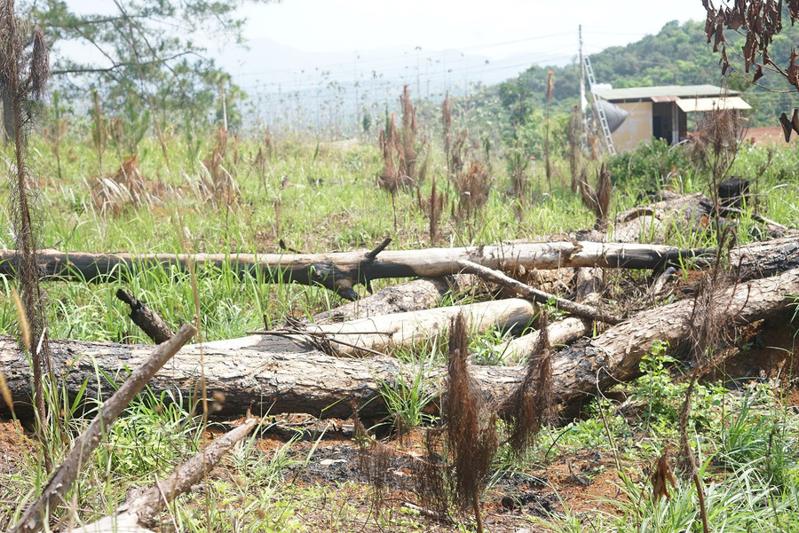 Hầu hết cây thông non chết do có liên quan đến việc đốt thực bì của Hạt Kiểm lâm H.Đắk Song. Ảnh: Thanh Quân