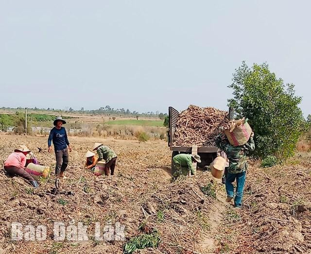 Nông dân huyện Ea Súp thu hoạch sắn. Ảnh: Thanh Nga