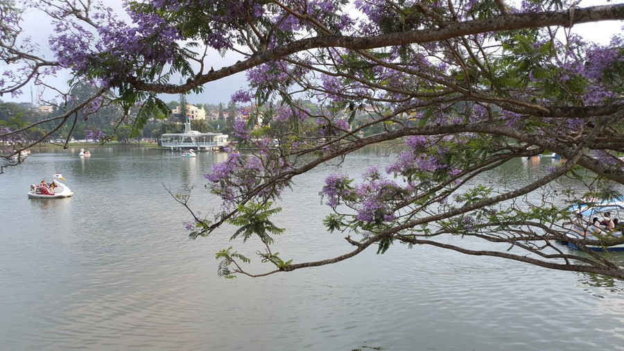  Du khách đến Đà Lạt cần ứng xử văn minh, bảo vệ môi trường, cảnh quan. Ảnh: Gia Bình