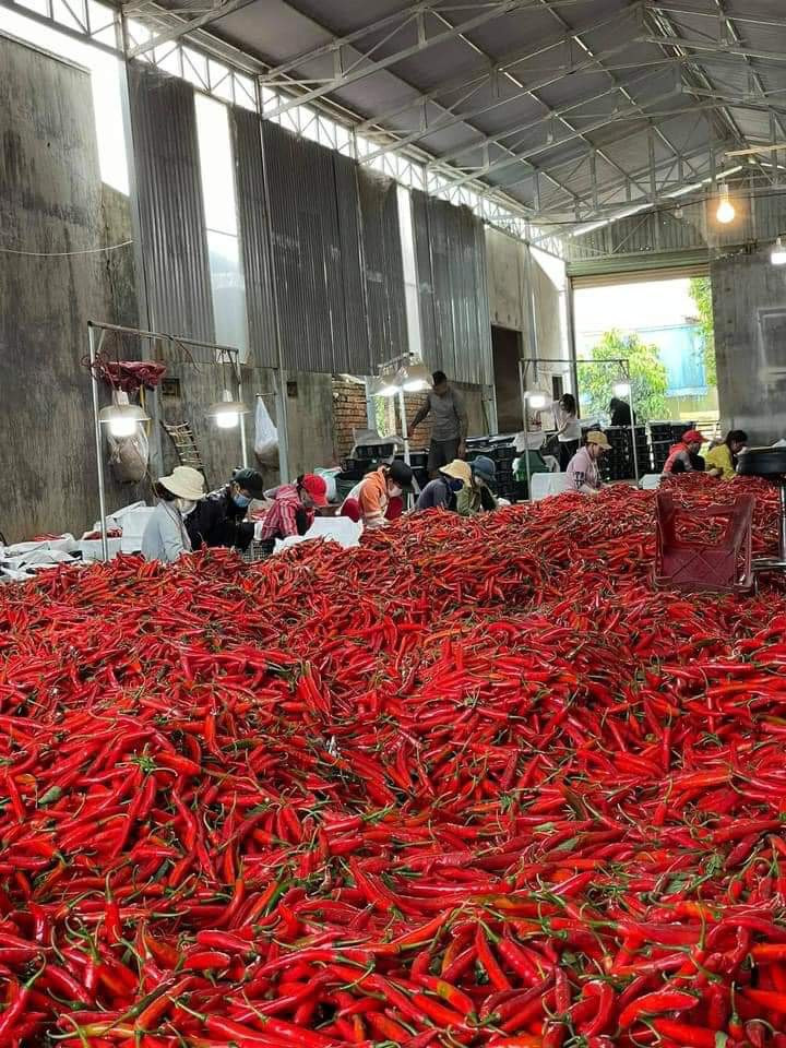 Giá ớt đang tăng lên nhưng sản lượng thu hoạch kém vì mùa mưa đến sớm. Ảnh: Quang Thuần Giá ớt đang tăng lên nhưng sản lượng thu hoạch kém vì mùa mưa đến sớm. Ảnh: Quang Thuần