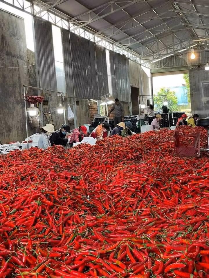 Giá ớt đang tăng lên nhưng sản lượng thu hoạch kém vì mùa mưa đến sớm. Ảnh: Quang Thuần