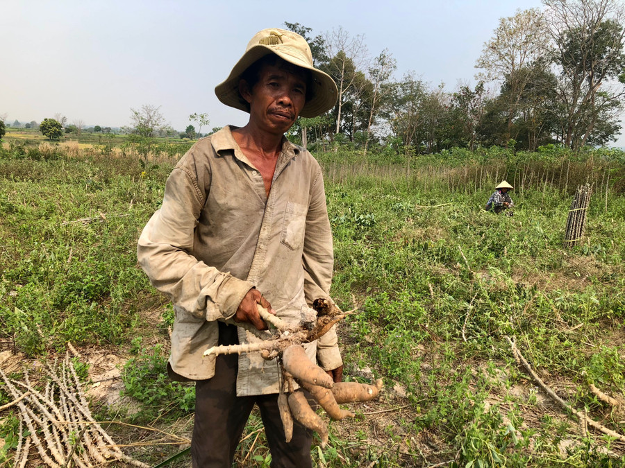 Mì của gia đình ông Du củ nhỏ, năng suất thấp, mỗi ha chỉ đạt 3-4 tấn. Ảnh: Lê Nam