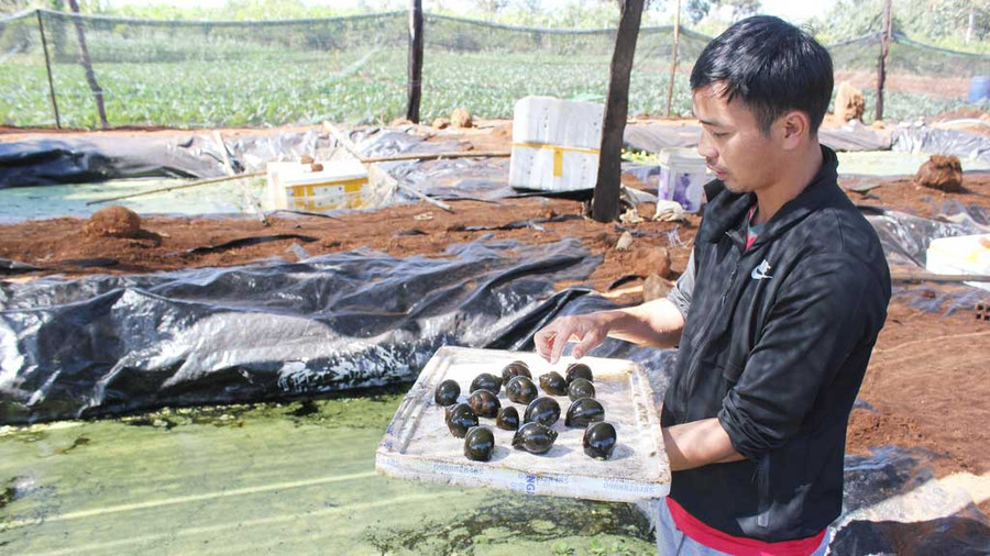 Anh Hội thành công với việc nuôi ốc trên đất trồng rau. Ảnh: Trung Chuyên Anh Hội thành công với việc nuôi ốc trên đất trồng rau. Ảnh: Trung Chuyên