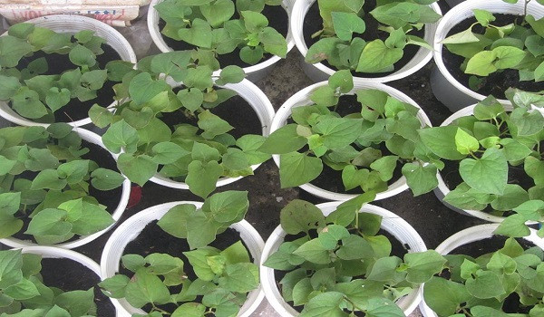 Rau diếp cá được anh trồng trong chậu taỊ gia đình anh Tính, TP Nha Trang, tỉnh Khánh Hòa. Rau diếp cá được anh trồng trong chậu taỊ gia đình anh Tính, TP Nha Trang, tỉnh Khánh Hòa.