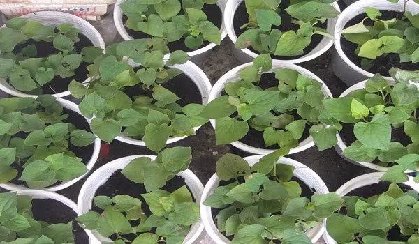 Rau diếp cá được anh trồng trong chậu taỊ gia đình anh Tính, TP Nha Trang, tỉnh Khánh Hòa.