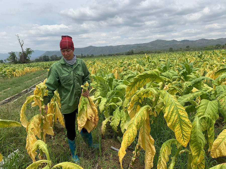 Toàn bộ 2,5 ha cây thuốc lá của gia đình chị Tạ Thị Thao (thôn Thanh Bình, xã Uar) bị vàng úa vì úng nước. Ảnh: Vũ Chi Toàn bộ 2,5 ha thuốc lá của gia đình chị Tạ Thị Thao (thôn Thanh Bình, xã Uar) bị vàng úa vì úng nước. Ảnh: Vũ Chi