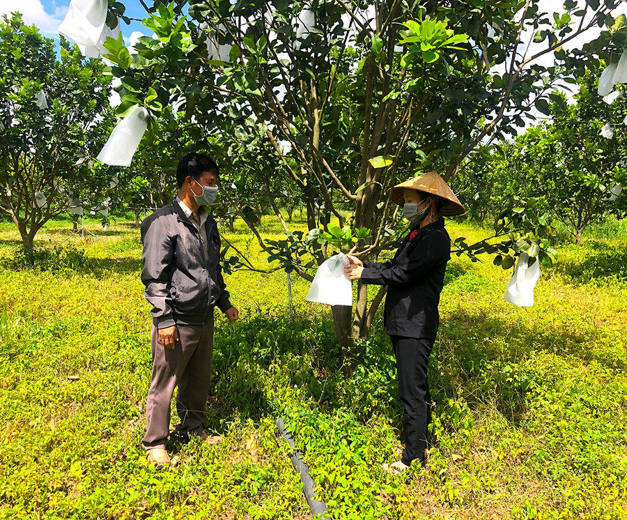 Người dân xã Cửu An (thị xã An Khê) thi đua lao động sản xuất, chuyển đổi cây trồng mang lại thu nhập cao. Ảnh: Ngọc Minh Nông dân xã Cửu An, thị xã An Khê thi đua lao động sản xuất, chuyển đổi cây trồng mang lại thu nhập cao. Ảnh: Ngọc Minh