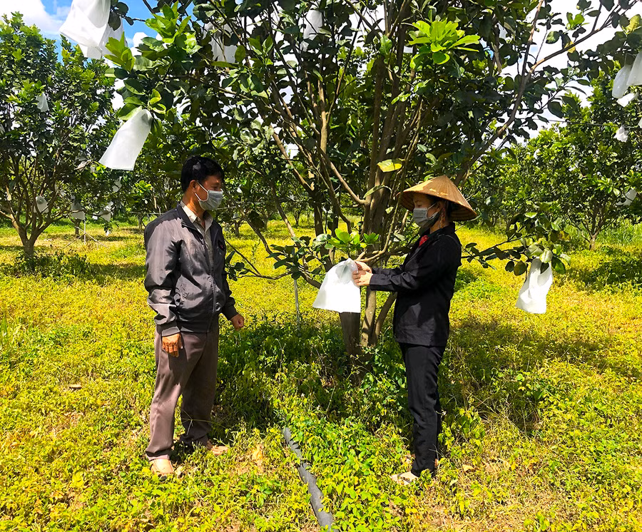 Nông dân xã Cửu An, thị xã An Khê thi đua lao động sản xuất, chuyển đổi cây trồng mang lại thu nhập cao. Ảnh: Ngọc Minh