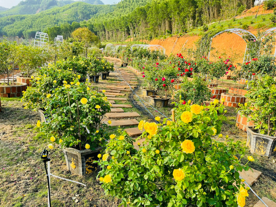 Một góc vườn hoa Ban Mê Garden - nơi có không gian rộng và nhiều loại hoa hồng ngoại. Ảnh: NVCC Một góc vườn hoa Ban Mê Garden - nơi có không gian rộng và nhiều loại hoa hồng ngoại. Ảnh: NVCC
