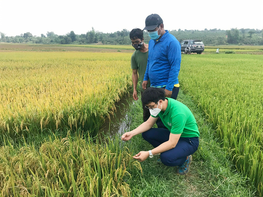 Ông Lê Hữu Anh (người ngồi)-Giám đốc HTX Nông nghiệp và dịch vụ Lam Anh trao đổi với các hộ sản xuất lúa hữu cơ. Ảnh: Nguyễn Diệp