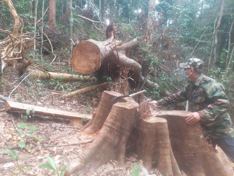 Rừng xã Sơn Long, H.Sơn Tây (Quảng Ngãi) bị phá làm nương rẫy. Ảnh: Phạm Anh