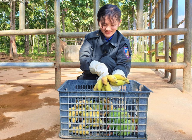 Nhân viên trung tâm lấy chuối cho voi ăn
