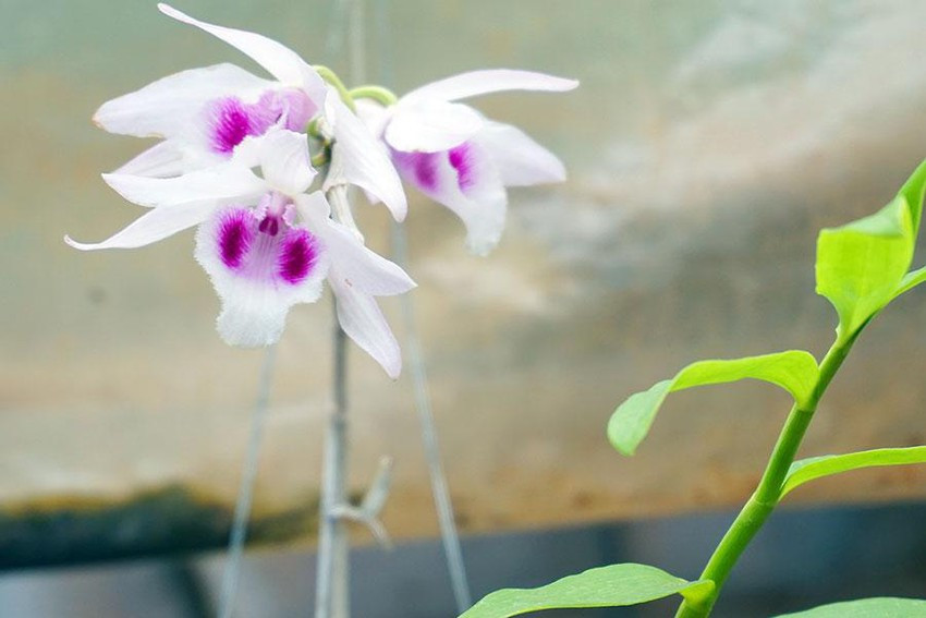 Lan giả hạc, “vua các loài lan”, trong vườn lan giống của anh Quốc Tư . Ảnh: Lê Kiến Lan giả hạc, “vua các loài lan”, trong vườn lan giống của anh Quốc Tư . Ảnh: LÊ KIẾN