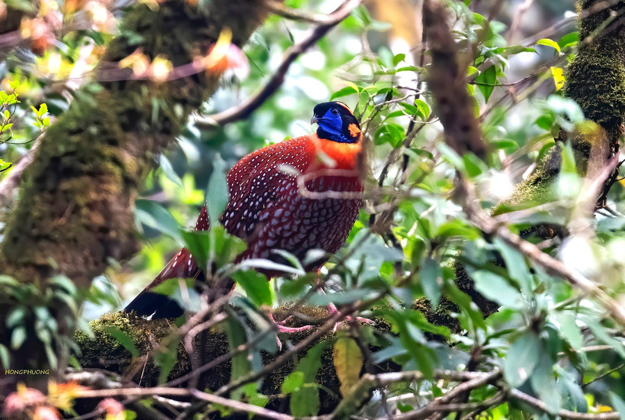 Cận cảnh hình ảnh Gà lôi tía ảnh của nhiếp ảnh gia Phạm Hồng Phương chụp. Ảnh vườn quốc gia Hoàng LIên